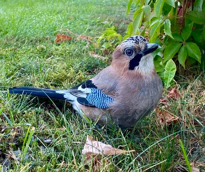 Ntskrika / Eurasian Jay