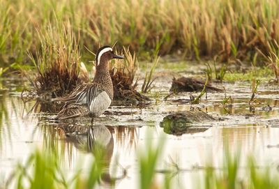 rta / Garganey / Male