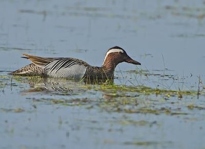 rta / Garganey