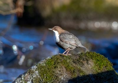 strömstare-11.jpg