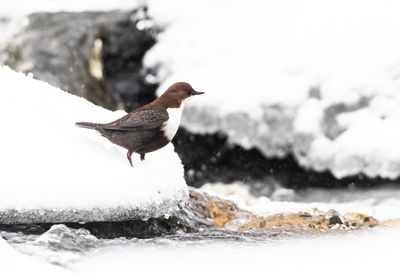 Strmstare / White-throated Dipper