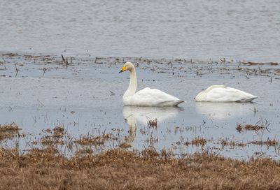 Sngsvan / Whooper Swan