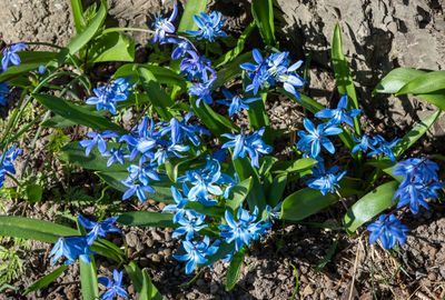 Scilla.