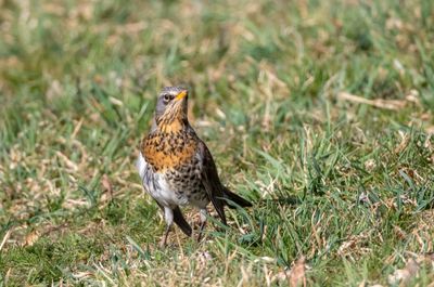 Bjrktrast /Fieldfare