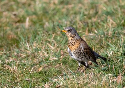 Bjrktrast /Fieldfare