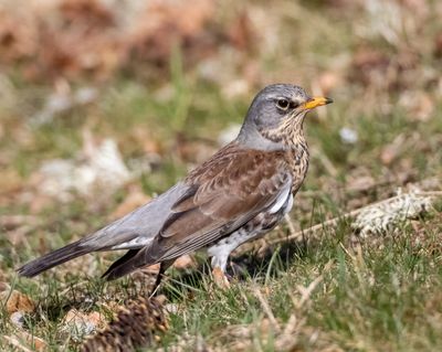 Bjrktrast /Fieldfare