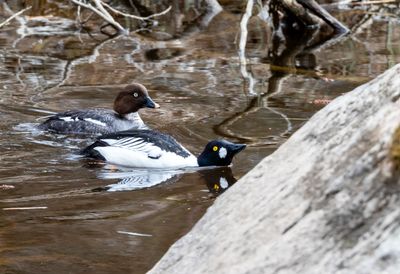 Knipa hane o hona / Goldeneye
