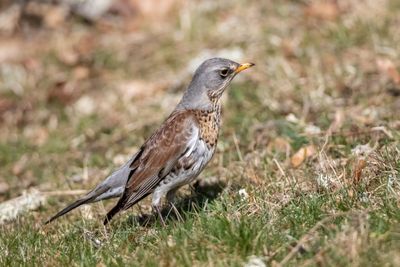Bjrktrast /Fieldfare