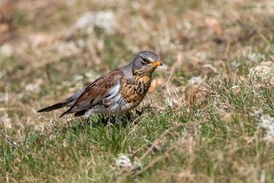 Bjrktrast /Fieldfare