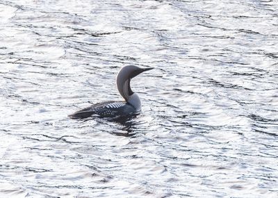 Storlom / Black-throated Loon