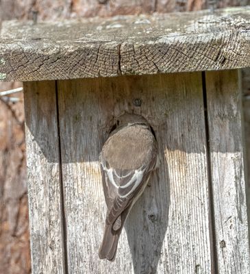 Svart-vit flugsnappare / European Pied Flycatcher