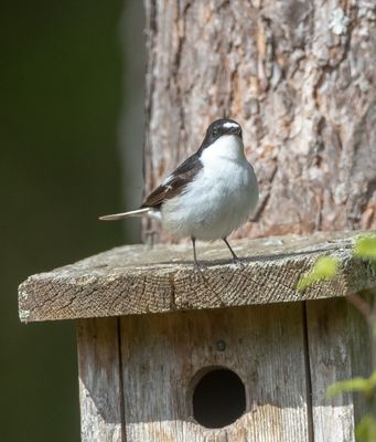 Svart-vit flugsnappare / European Pied Flycatcher