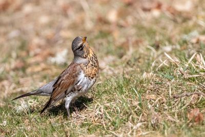 Bjrktrast / Fieldfare