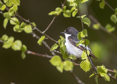 Svartvit flugsnappare / European Pied Flycatcher
