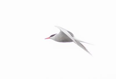 Fisktrna / Common Tern
