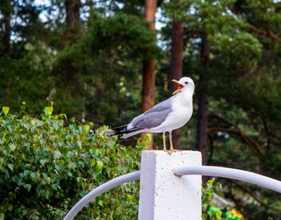 Fiskms / Mew Gull