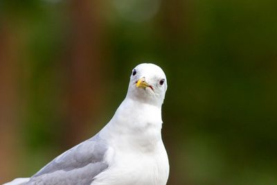Fiskms / Mew Gull