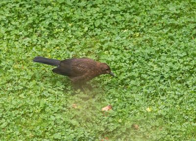 Koltrast ungfgel / Common Blackbird