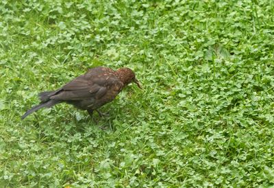 Koltrast / Common Blackbird