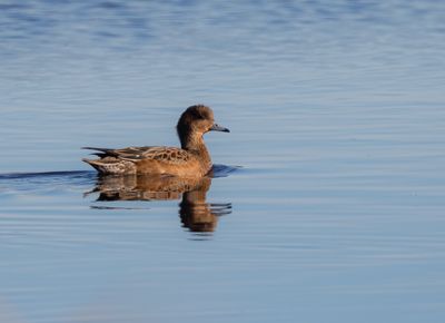 Blsand / Eurasian Wigeon