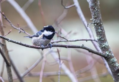 Svartmes / Coal Tit