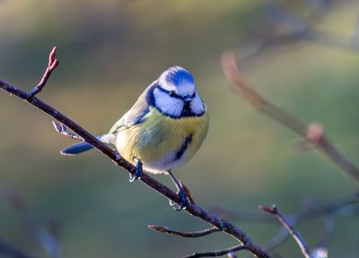Blmes / Blue Tit