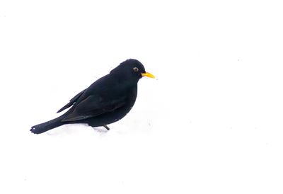 Koltrast / Common Blackbird