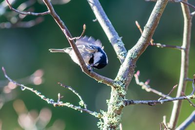 Svartmes / Coal Tit