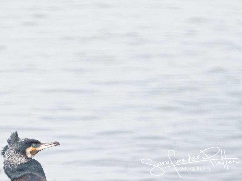 Aalscholver; Great Cormorant