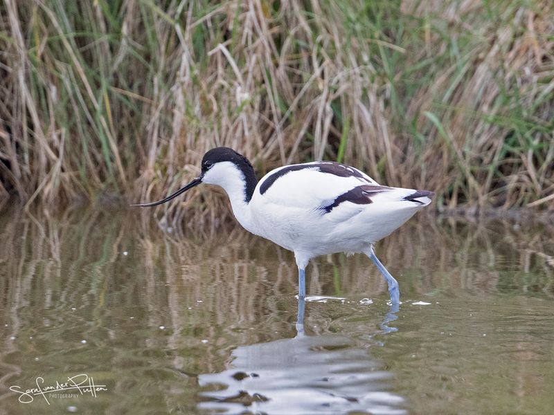 Kluut; Pied Avocet