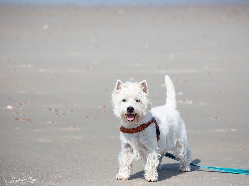 Loki; West Highland WhiteTerrier