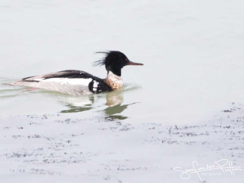 Middelste Zaagbek; Red-breasted Merganser