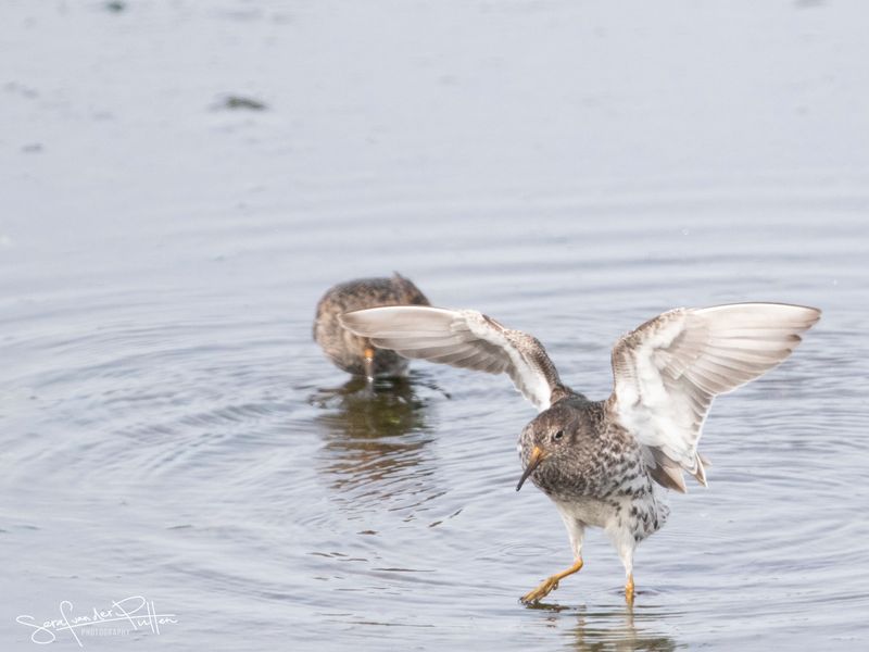 Paarse Strandloper; Purple Sandpiper