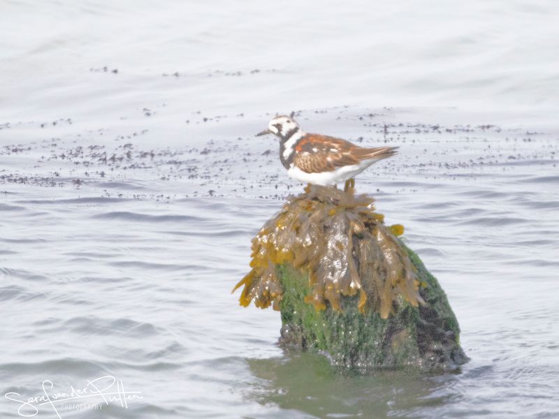Steenloper;  Ruddy Turnstone,