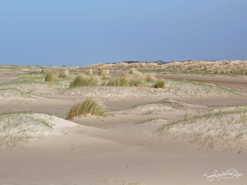 Strandplevier; Kentish Plover 