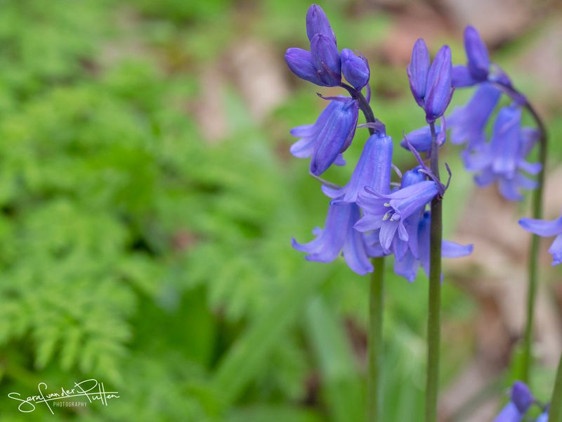 wilde boshyacint; blue bells