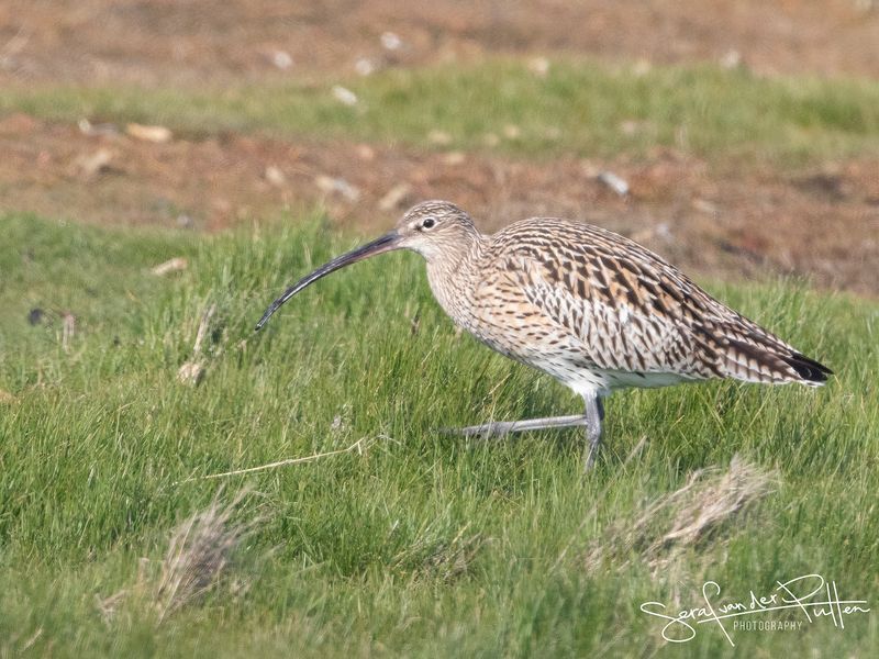wulp; Eurasian Curlew 