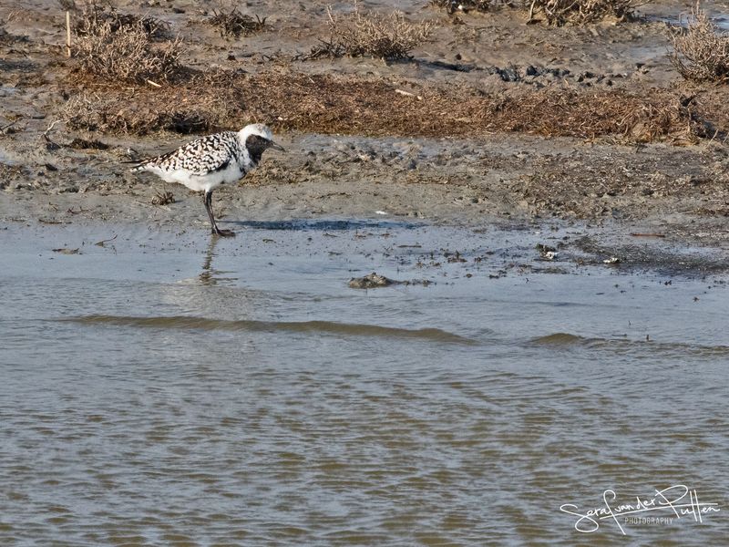zilverplevier; Grey Plover