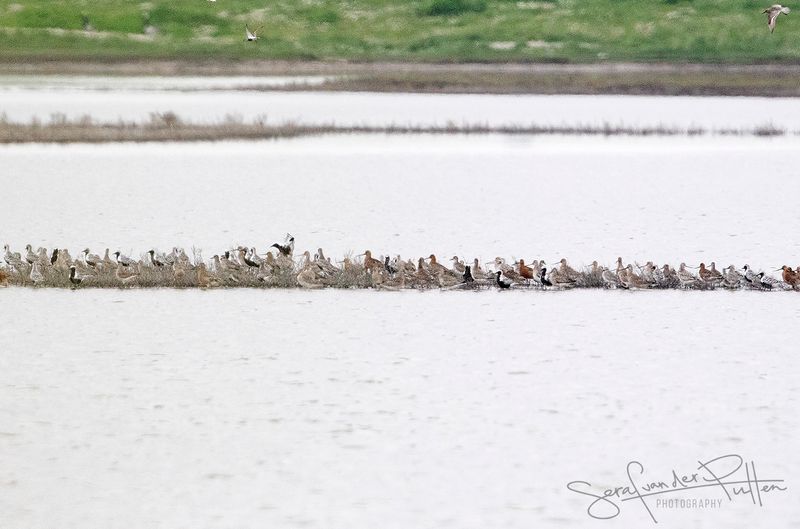 zilverplevier en Rosse Grutto ; Grey Plover and Bar-tailed Godwit 