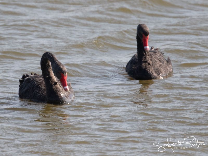Zwarte ZWaan; Black Swan