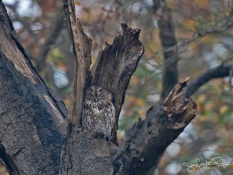 Bosuil; Tawny Owl