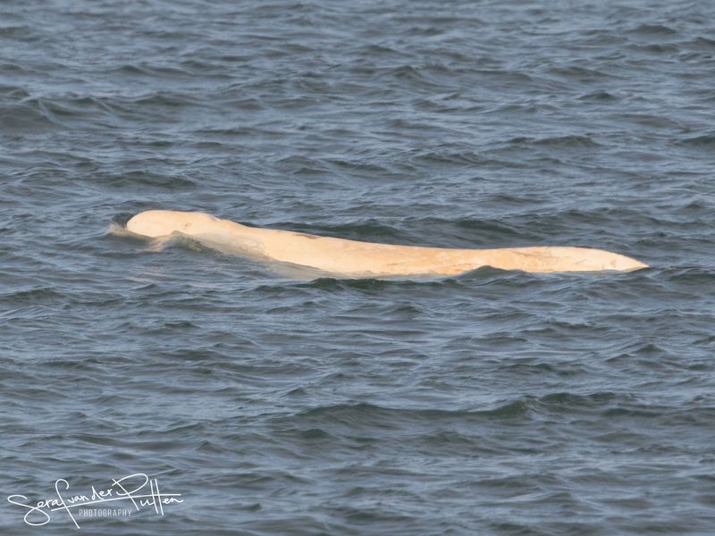 Beluga on Spitsbergen