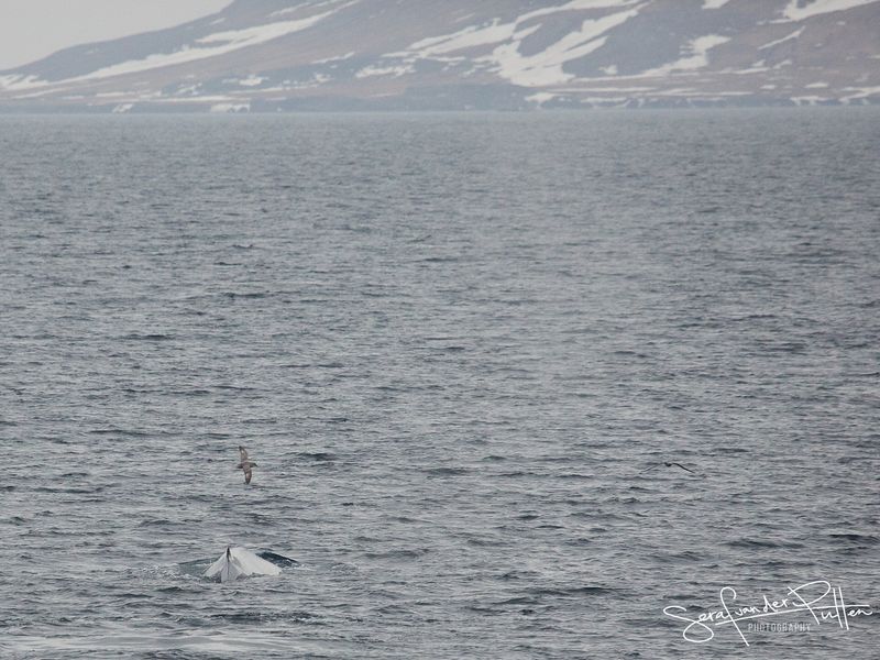 Blauwe Vinvis; Blue Whale; Svalbard Norway