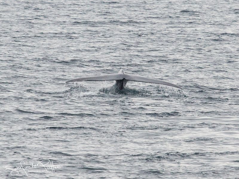Blauwe Vinvis; Blue Whale; Svalbard Norway
