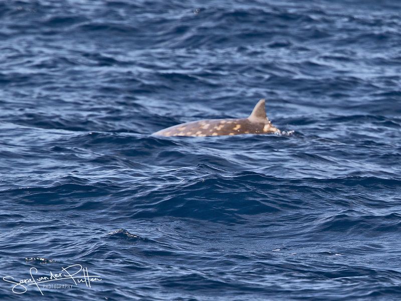 Dolfijn van cuvier; cuviers beaked whale; Cabo Verde
