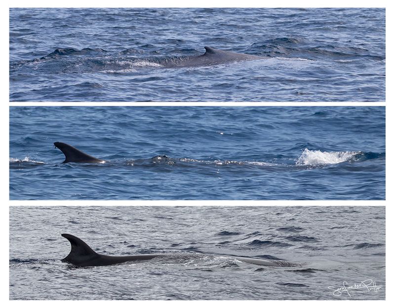 Baleen Whales(; blue whale, fin whale, Sei whale)