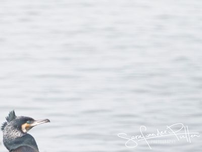 Aalscholver; Great Cormorant
