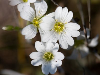 Akkerhoornbloem; Field Mouse-ear