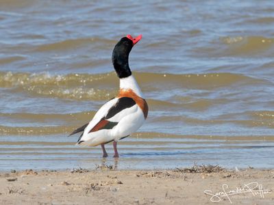 Bergeend; Common Shelduck
