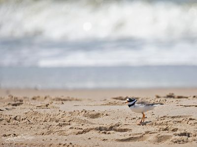 Bontbekplevier; Common Ringed Plover